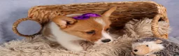 Welsh Corgi Pembroke dogs for sale: Bambi🎀 - Ad 16