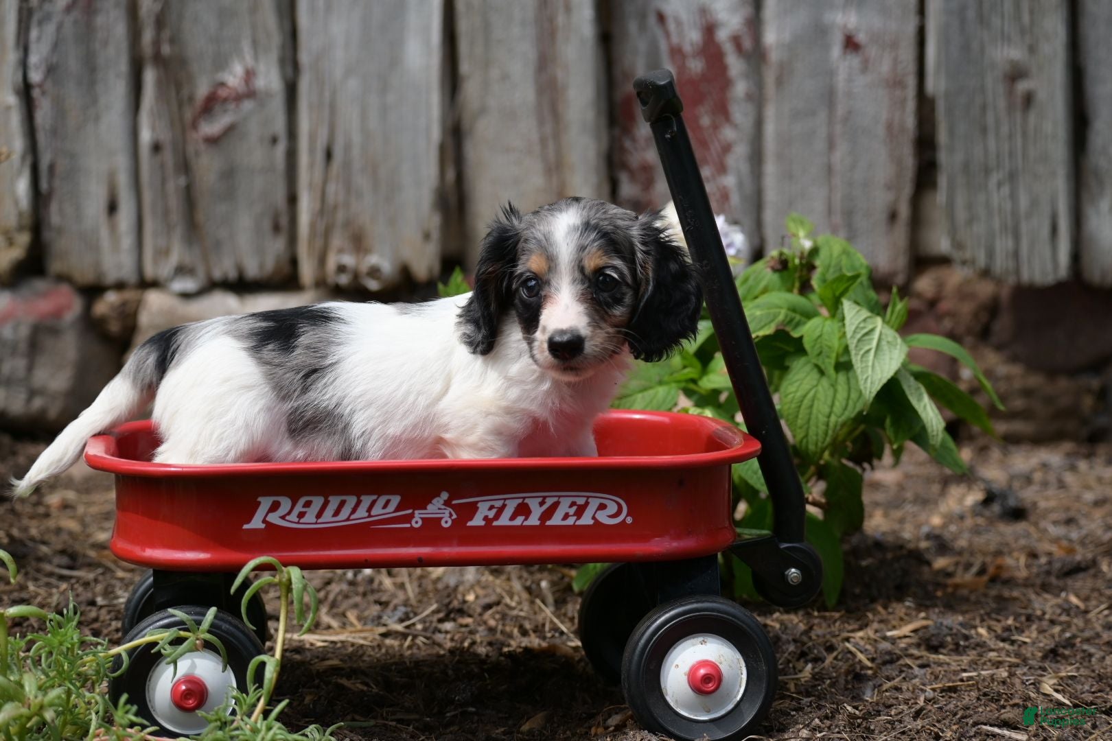 Miniature Dachshund dogs Stella - Ad 2