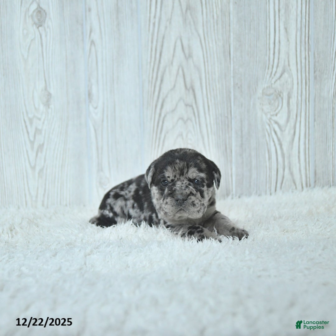 Mini Hippo dogs for sale: Gemma - Ad 5