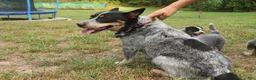 Australian Cattle Dog dogs for sale: Charlie - Ad 7