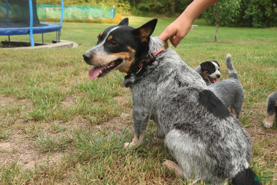 Australian Cattle Dog dogs for sale: Charlie - Ad 7
