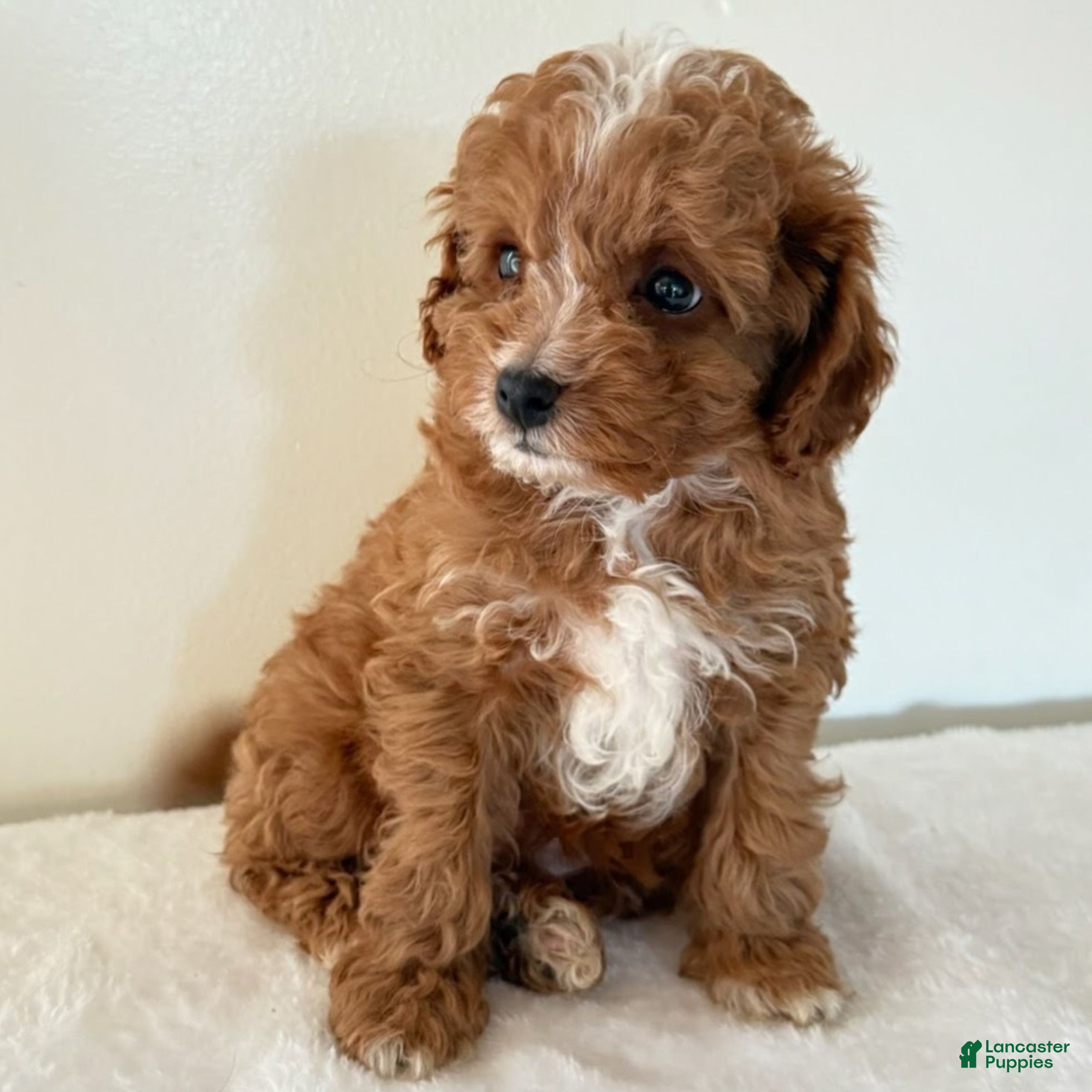 Cavapoo dogs Skip  - Ad 2