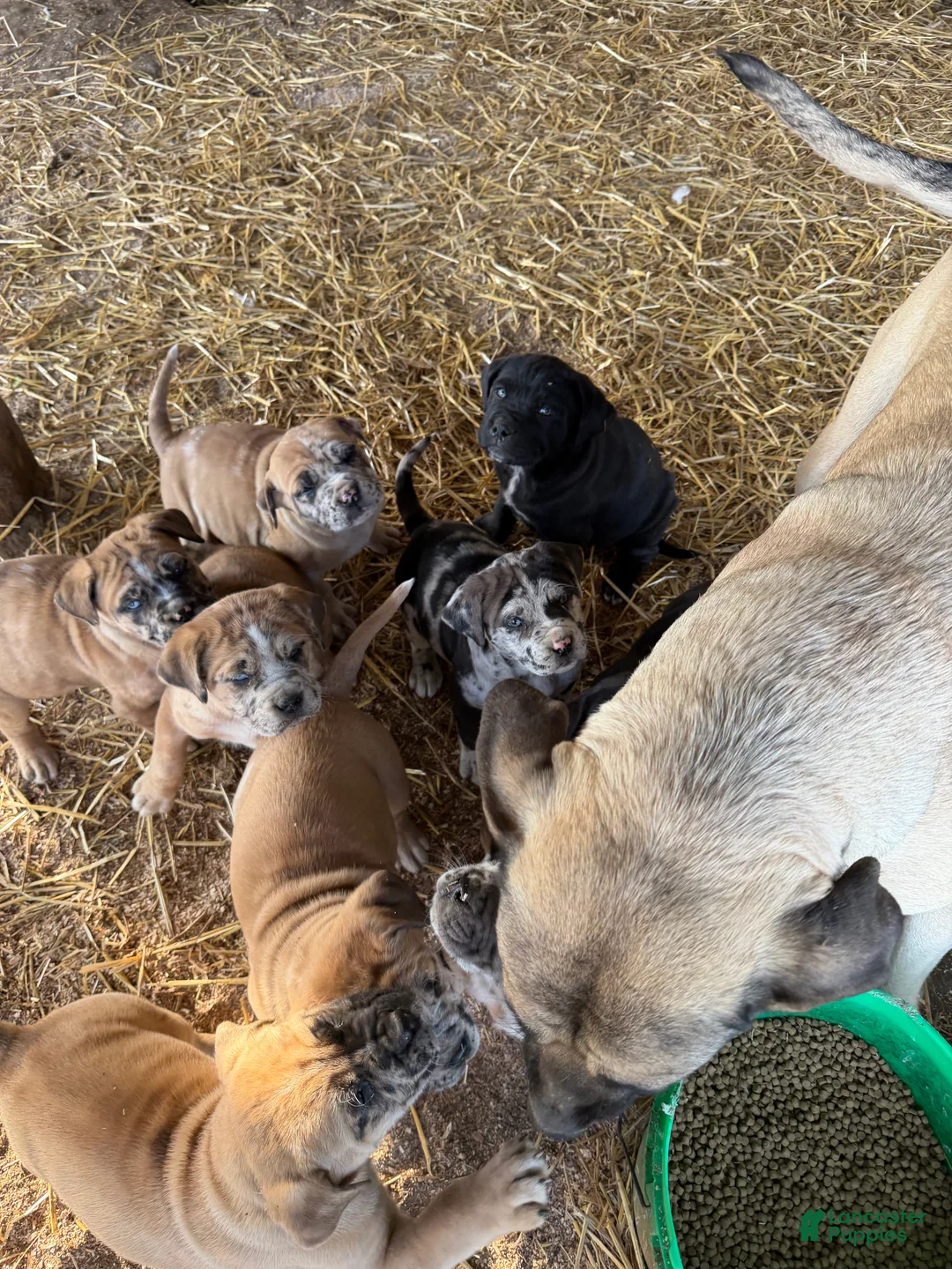 English Mastiff dogs for sale: English Mastiff Puppy 1 - Ad 14