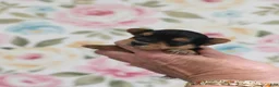Yorkshire Terrier dogs for sale: Raven - Ad 2