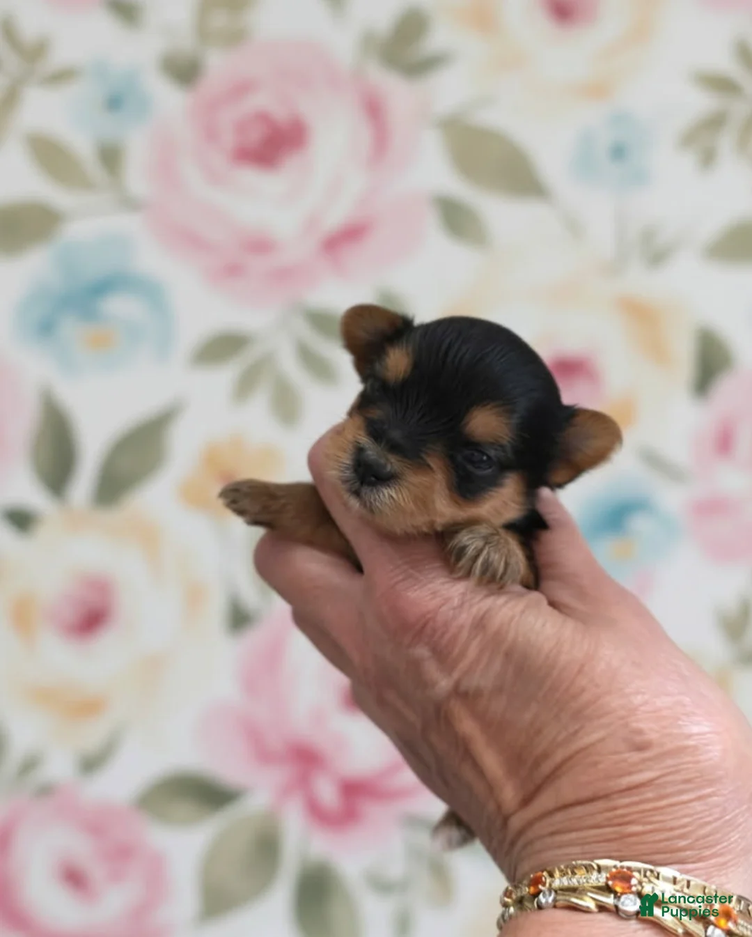 Yorkshire Terrier dogs for sale: Raven - Ad 2