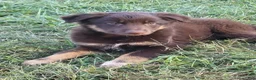 Mixed Breed dogs for sale: Michael - Ad 6