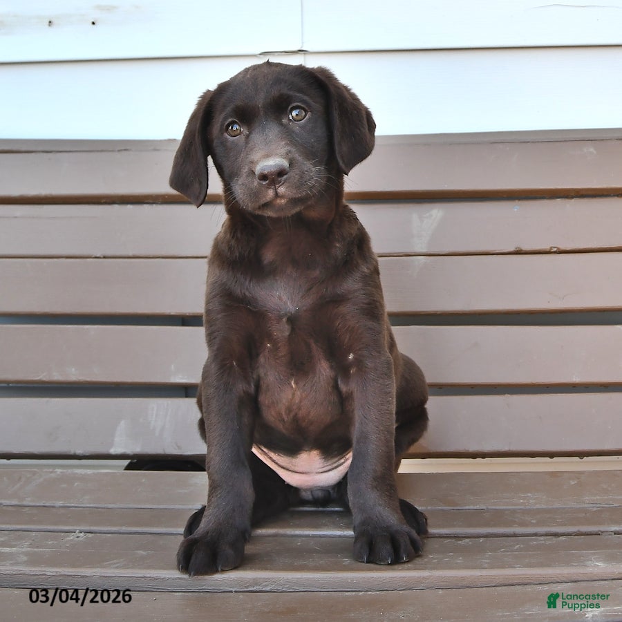 Labrador Retriever dogs Lilian - Ad 1