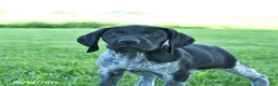 German Shorthaired Pointer dogs for sale: Gunner - Ad 3