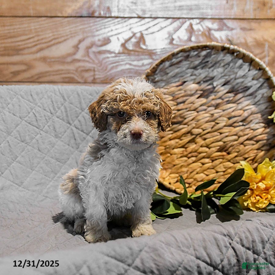 Mini Goldendoodle dogs for sale: Sugar - Ad 3