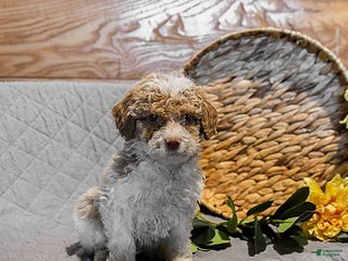 Mini Goldendoodle dogs Sugar - Ad 28