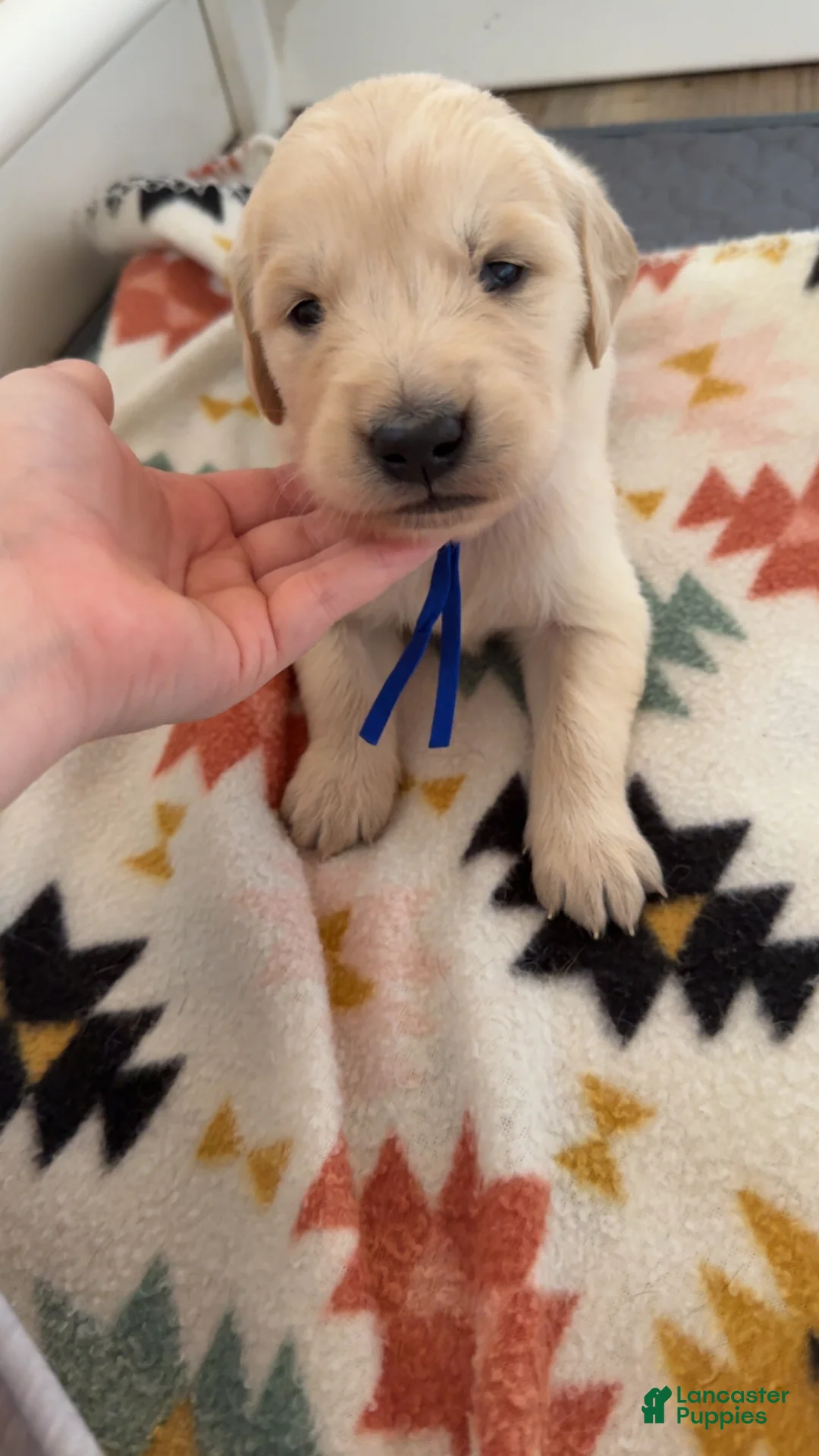 Golden Retriever dogs for sale: Thumper (blue collar) - Ad 1