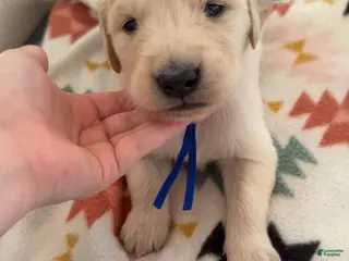 Golden Retriever dogs Thumper (blue collar) - Ad 12