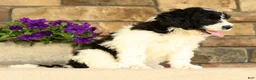 Saint Berdoodles dogs for sale: Frilly - Ad 4