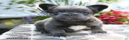 French Bulldog dogs for sale: Koala Bear - Ad 1