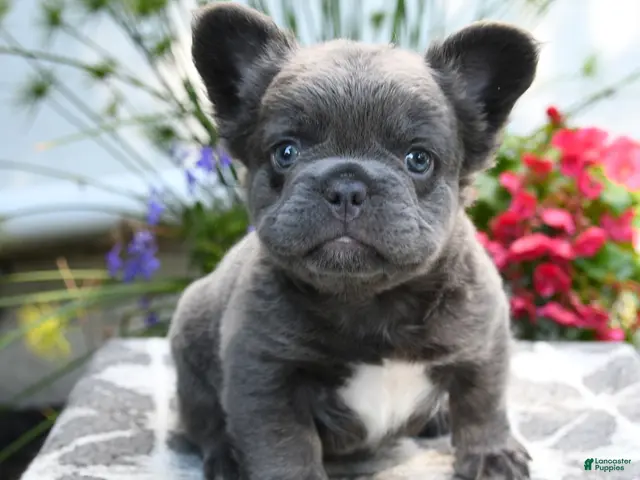 French Bulldog dogs for sale: Koala Bear - Ad 1