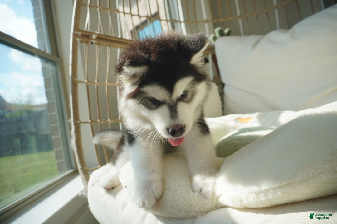 Alaskan Malamute dogs for sale: Xiao Cheng - Ad 4