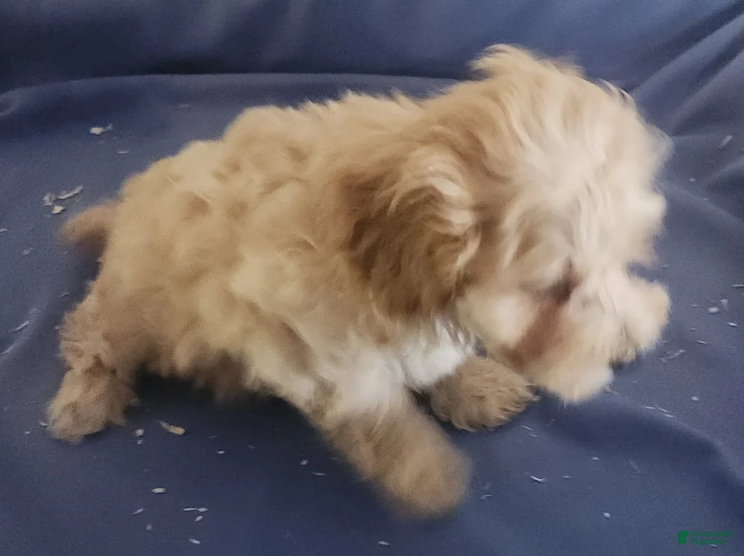 Miniature Poodle dogs for sale: Boy 1 - Ad 4