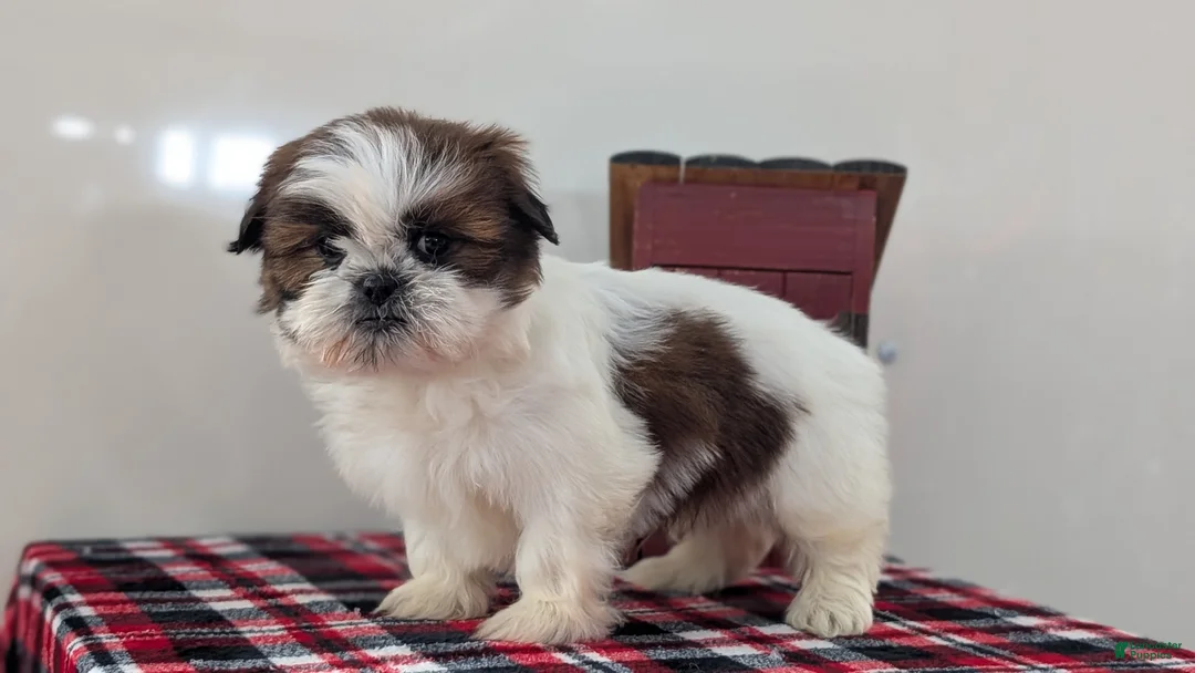 Shih Tzu dogs for sale: Charlie - Ad 10