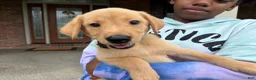 Labrador Retriever dogs for sale: Jake - Ad 4