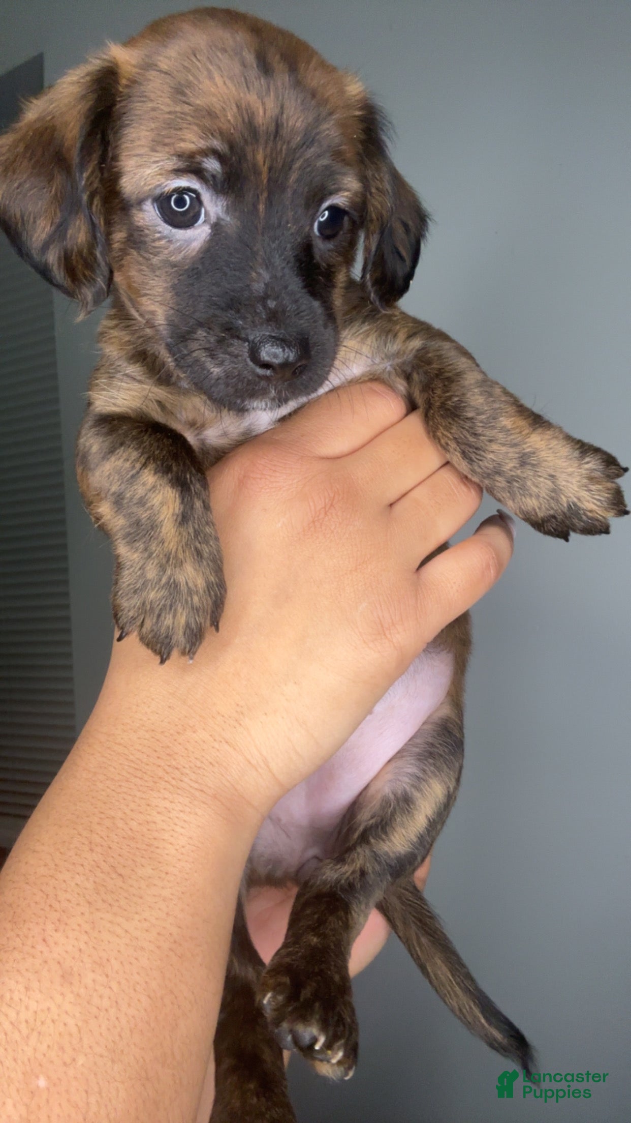 Mixed Breed dogs Cinnamon  - Ad 20