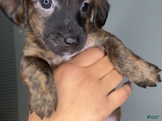 Mixed Breed dogs Cinnamon - Ad 32