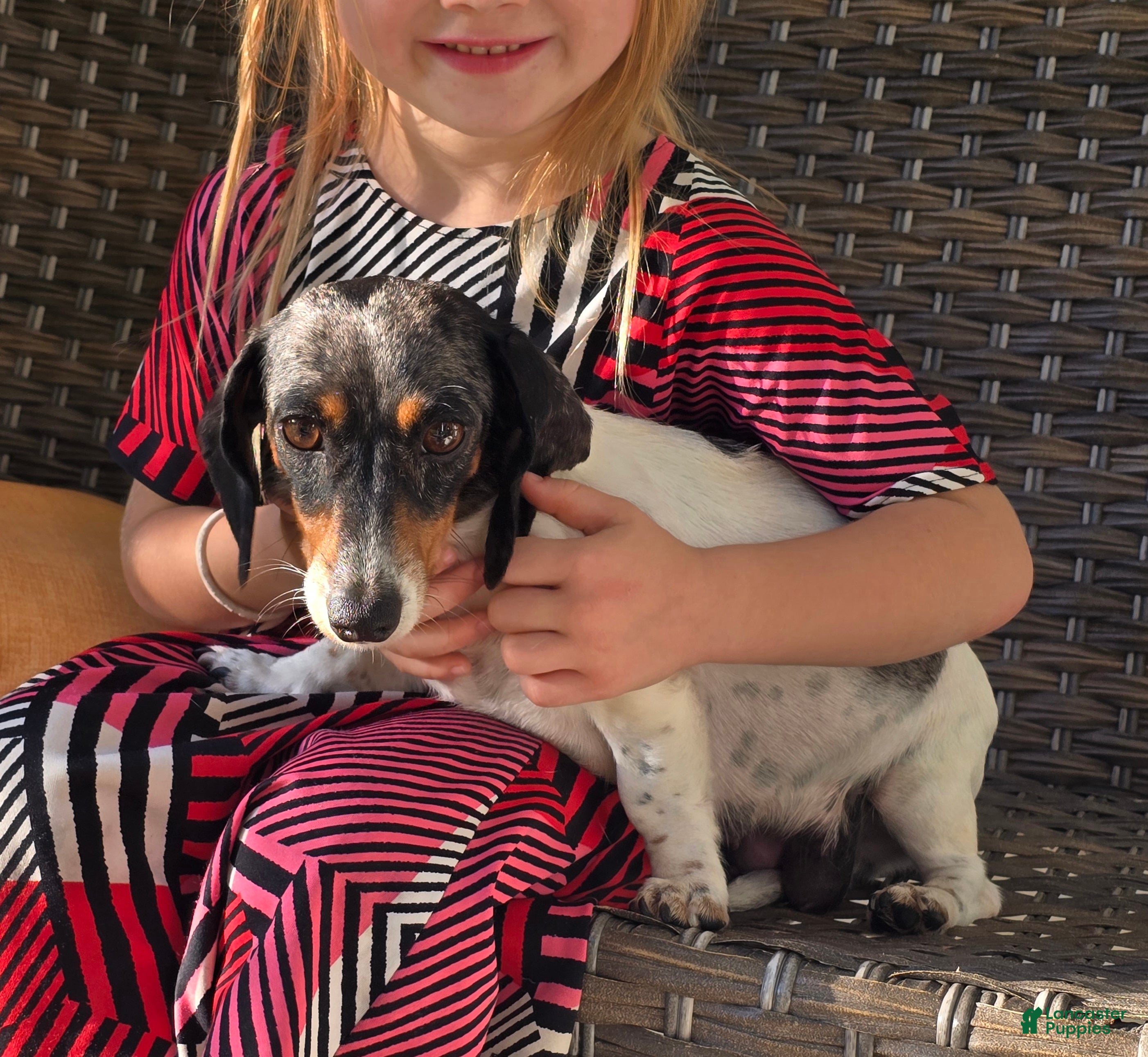 Miniature Dachshund dogs Drover - Ad 2