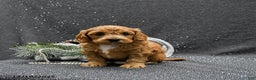 Cavapoo dogs for sale: Poppy - Ad 3