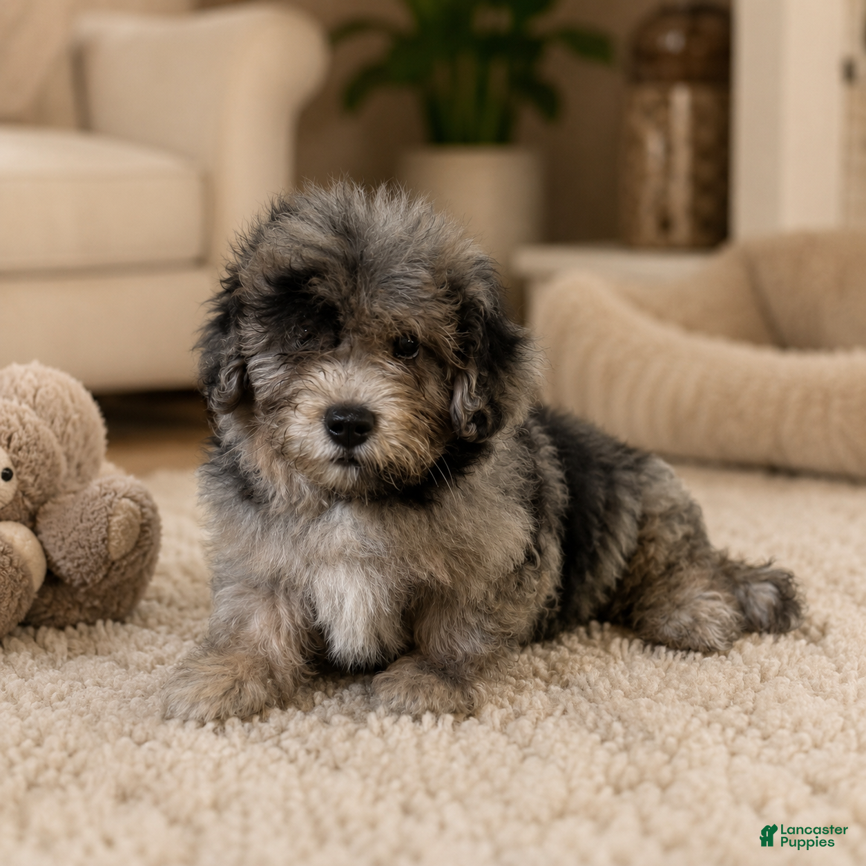 Mini Bernedoodle dogs for sale: Zeus-Mini Bernedoodle 2 - Ad 4