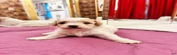 Toy Poodle dogs for sale: CHEPHREN TUT Teacup Toy Poodle  - Ad 3