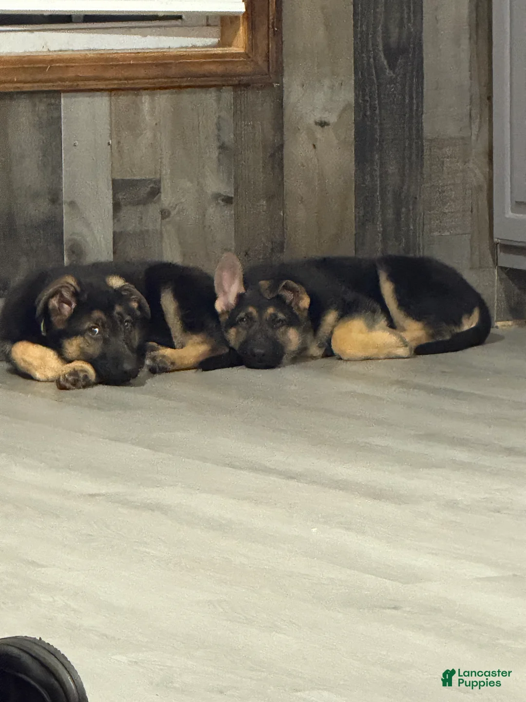 German Shepherd dogs for sale: German Shepherd Puppy 1 - Ad 2