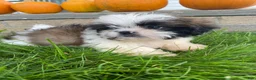 Shih Tzu dogs for sale: Oliver - Ad 1