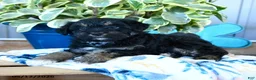 Yorkiepoo dogs for sale: Beetle  - Ad 1