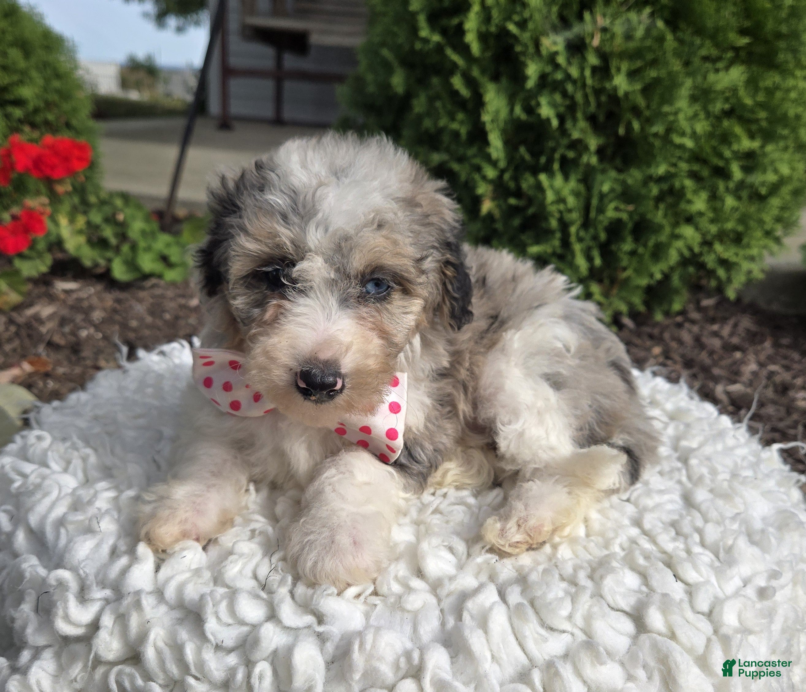 Mini Sheepadoodle dogs Jess - Ad 1