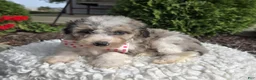 Mini Sheepadoodle dogs for sale: Jess - Ad 1