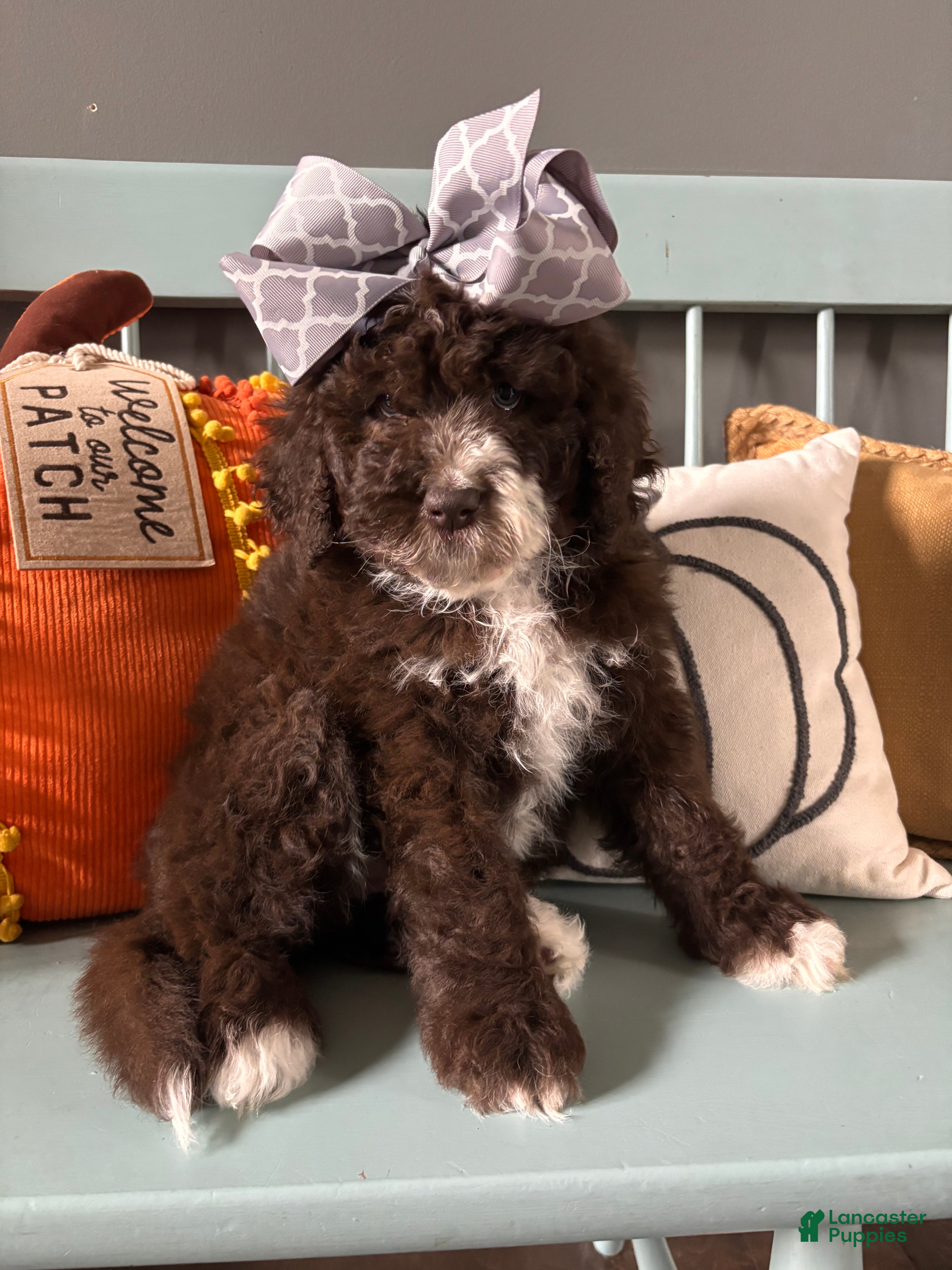 Bernedoodle dogs Tootsie - Ad 19