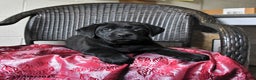 Labrador Retriever dogs for sale: Birch - Ad 3