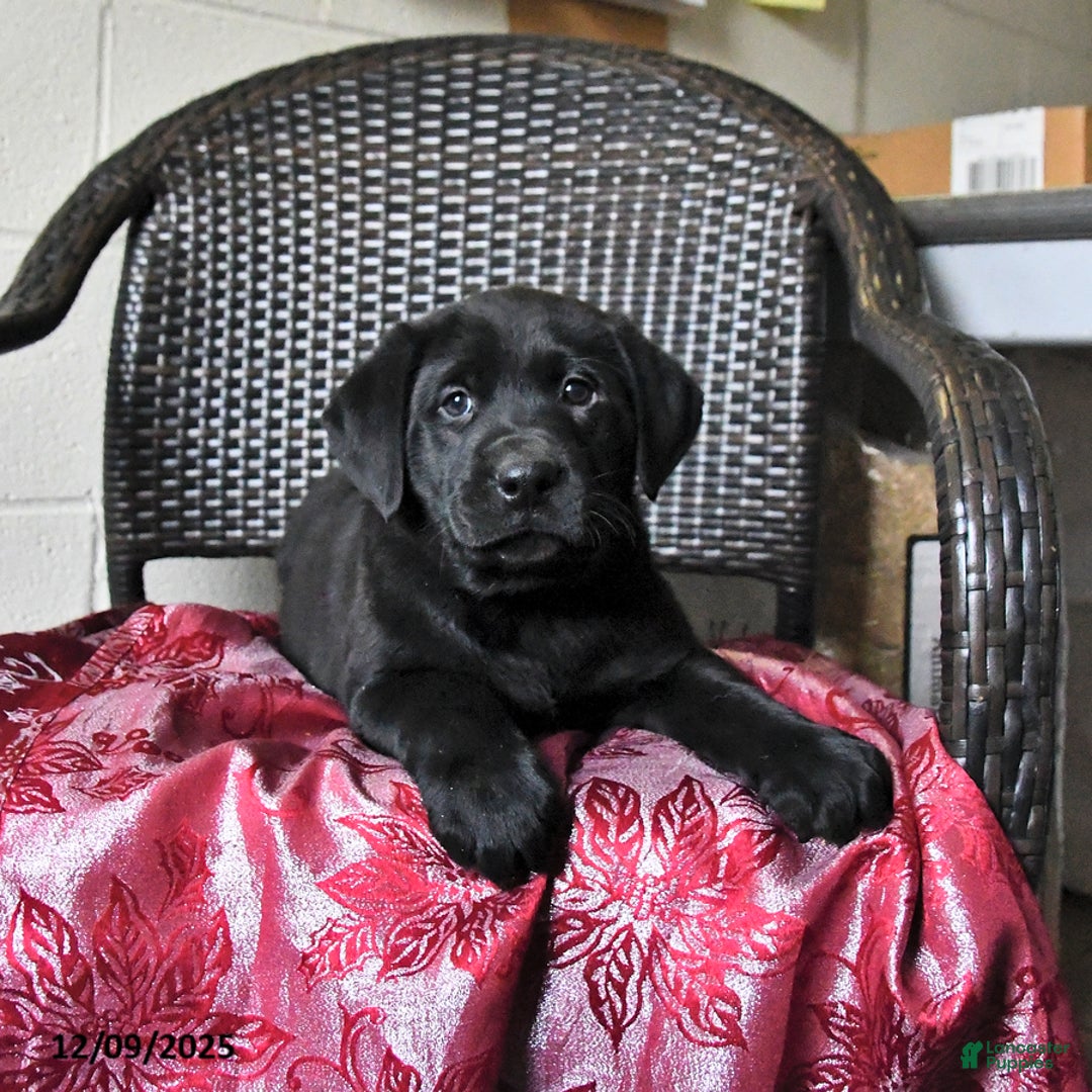 Labrador Retriever dogs for sale: Birch - Ad 3