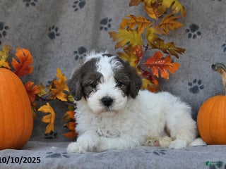 Saint Berdoodles dogs - Ad 2