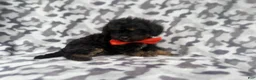 Cavapoo dogs for sale: Danny - Ad 9