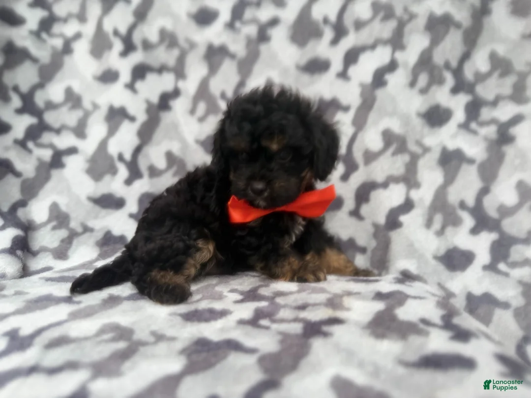 Cavapoo dogs for sale: Danny - Ad 9