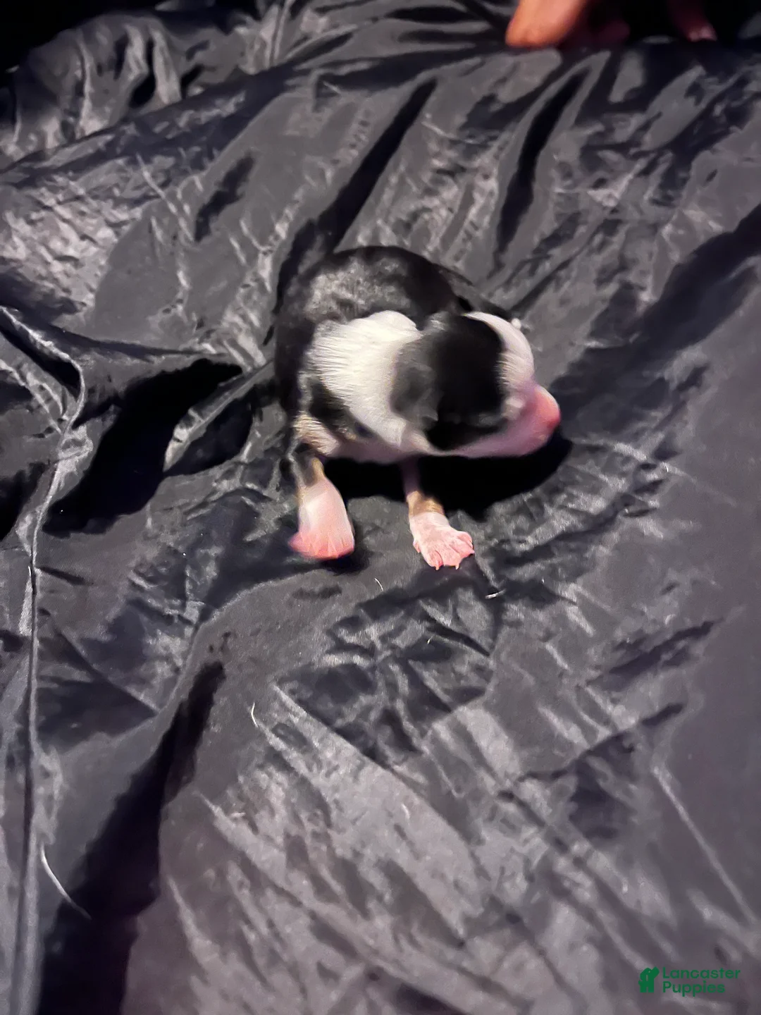 Chihuahua dogs for sale:  4 - Ad 2