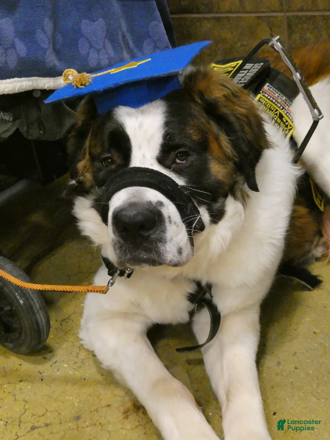 Saint Bernard dogs for sale: Saint Bernard Puppy 1 - Ad 1