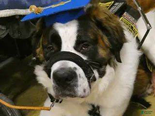 Saint Bernard dogs Saint Bernard Puppy 1 - Ad 29