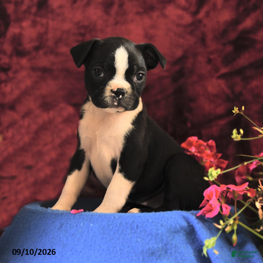 Boston Terrier dogs Chance - Ad 1