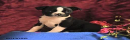 Boston Terrier dogs for sale: Chance - Ad 1