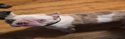French Bulldog dogs for sale: French Bulldog Puppy 1 - Ad 2