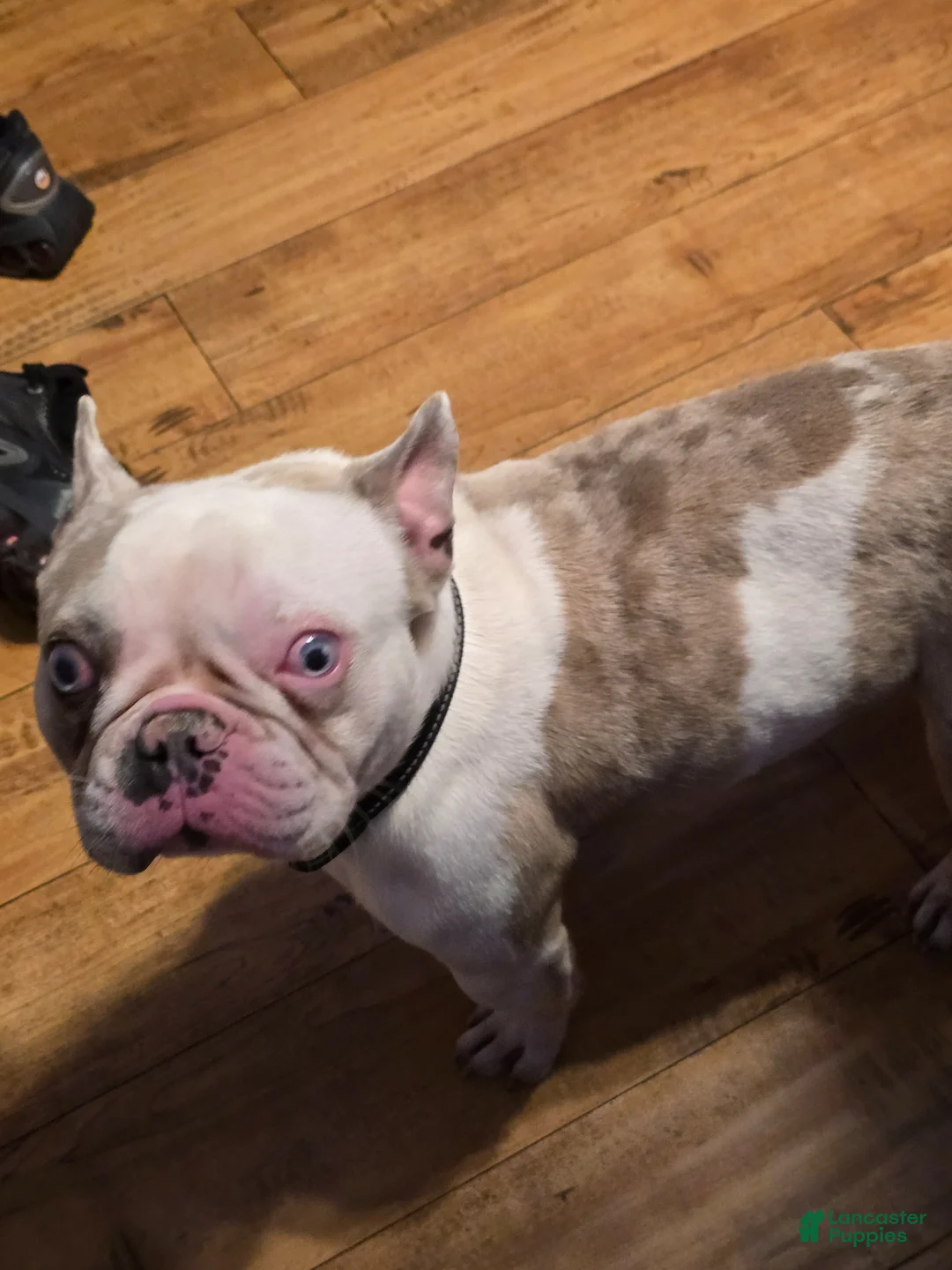 French Bulldog dogs for sale: French Bulldog Puppy 1 - Ad 2