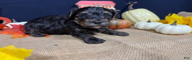 Yorkiepoo Puppy 1