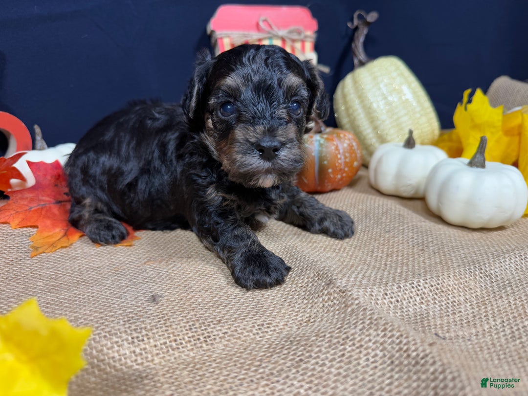 Yorkiepoo dogs for sale: Yorkiepoo Puppy 1 - Ad 1