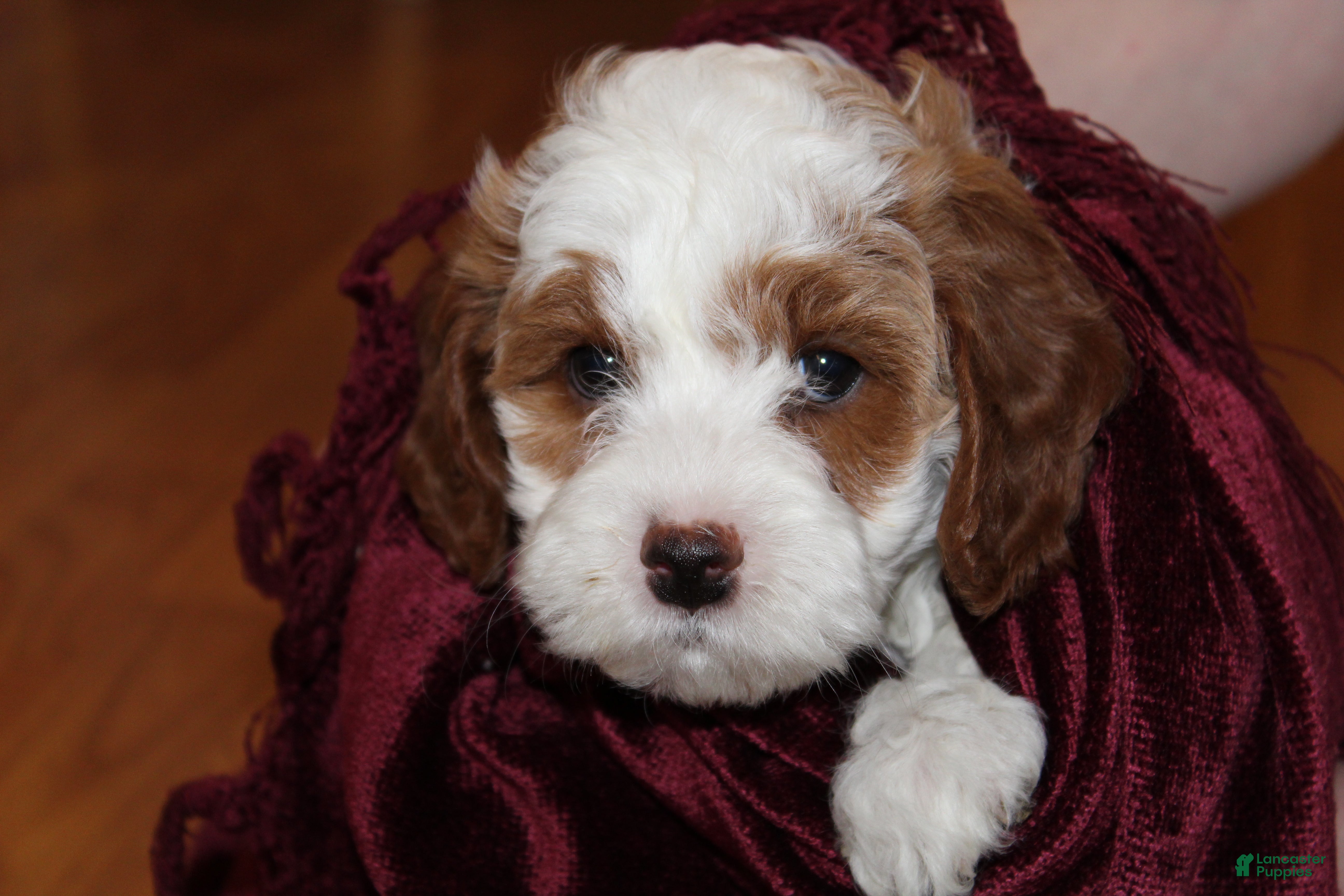 Cavapoo dogs Noel - F1B Cavapoo Female - Ad 8